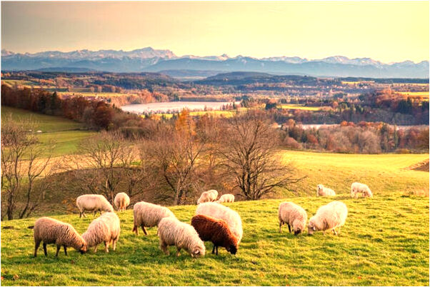 夢到得罪領導了會有什麼預兆_周公解夢官網