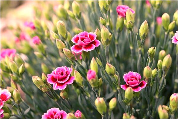 夢見和陌生人打群架是怎么回事_周公解夢官網