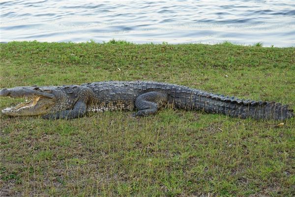 夢見被鱷魚追_周公解夢
