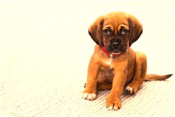 夢到自己喜歡的人滿手是血預示什麼_周公解夢官網