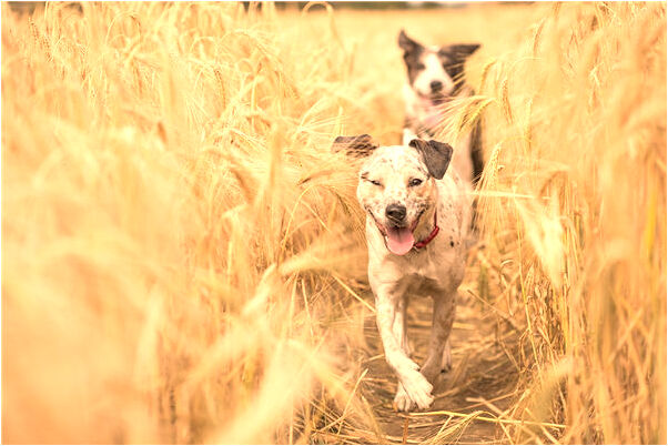 夢到妻子說她情人比我精神有什麼說法_周公解夢官網