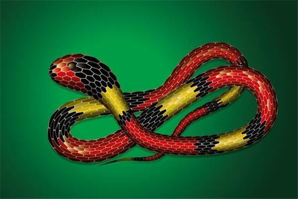 夢到了黑色蟒蛇是好是壞_周公解夢