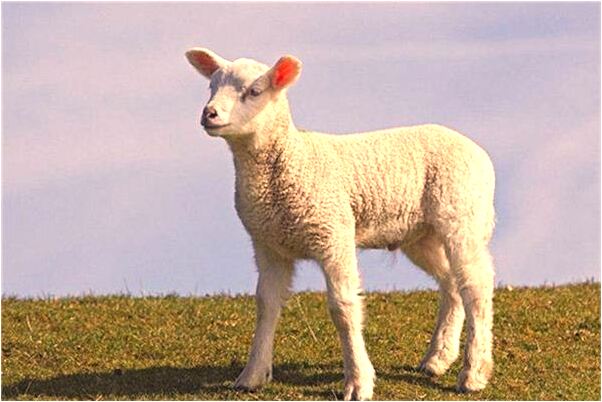 夢見自己剪雙喜有什麼預示嗎_周公解夢官網