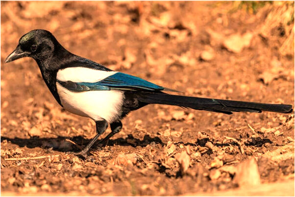 夢到院長把個人改為集體立功是啥預兆_周公解夢官網