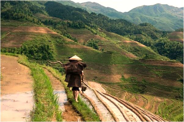 夢到了老茄子有什麼意義嗎_周公解夢官網