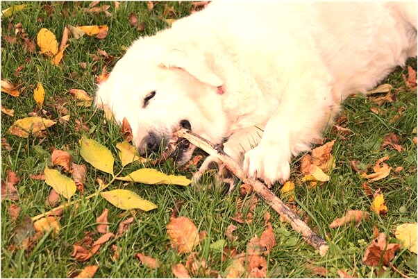 夢到了牛撞我的頭破什麼寓意_周公解夢官網