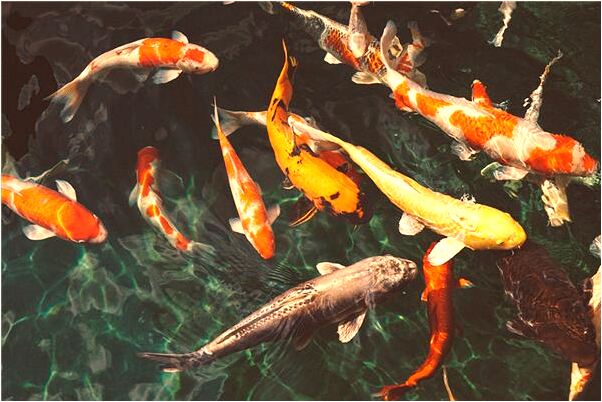 夢到被鬼追打是怎么回事_周公解夢官網