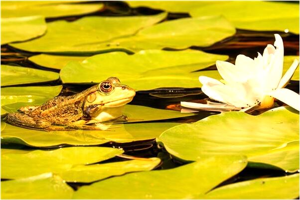 夢見黃貓撓我脖子有什麼寓意嗎_周公解夢官網