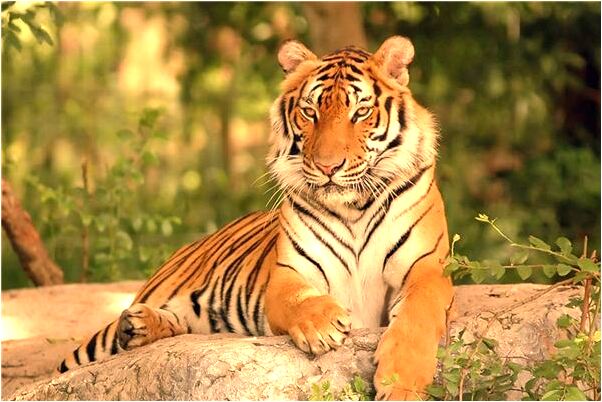 夢到摘棗吃是凶兆還是吉兆_周公解夢官網