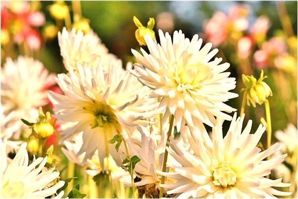 夢到了露財有人要搶啥意思_周公解夢官網