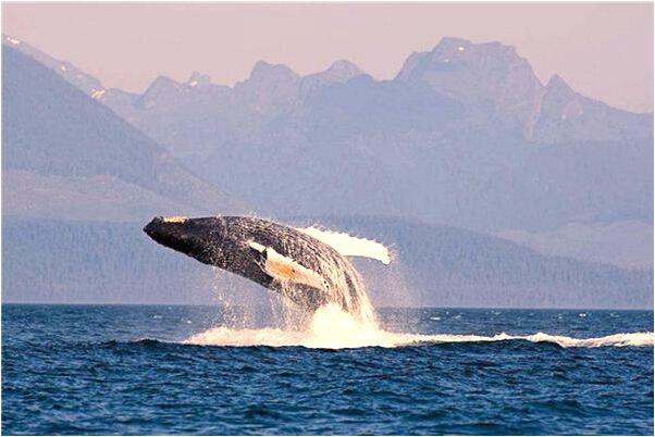 夢到石苕書意味著什麼_周公解夢官網