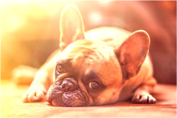 夢到洗爛柿子怎么回事_周公解夢官網