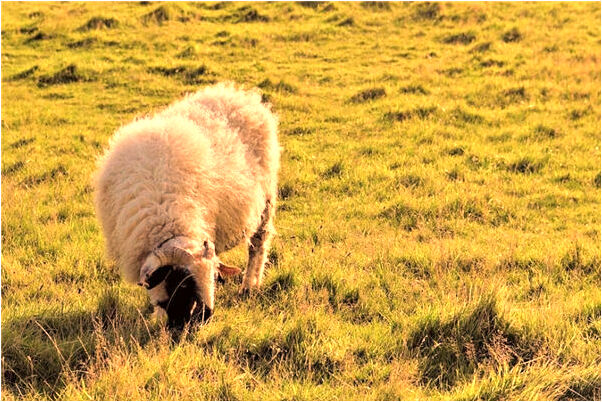 夢見孩子被別憋死是啥意思_周公解夢官網