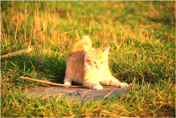 夢見很多魚卻不敢碰是什麼意思_周公解夢官網