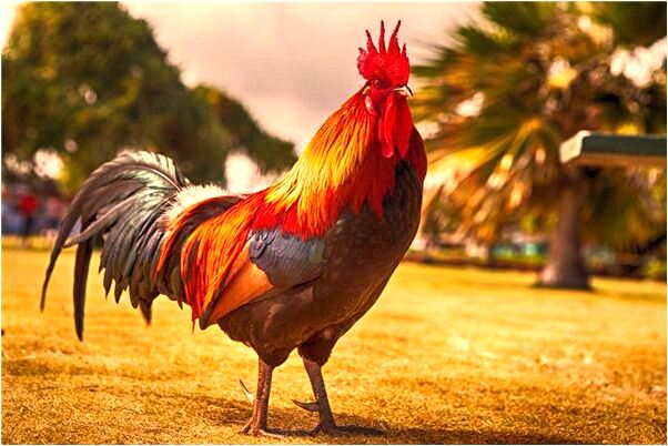 夢到和爸爸看見一條大蛇意味什麼_周公解夢官網