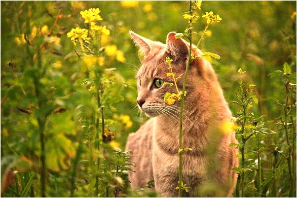 夢見對象纏著我跟我處對象是什麼徵兆_周公解夢官網