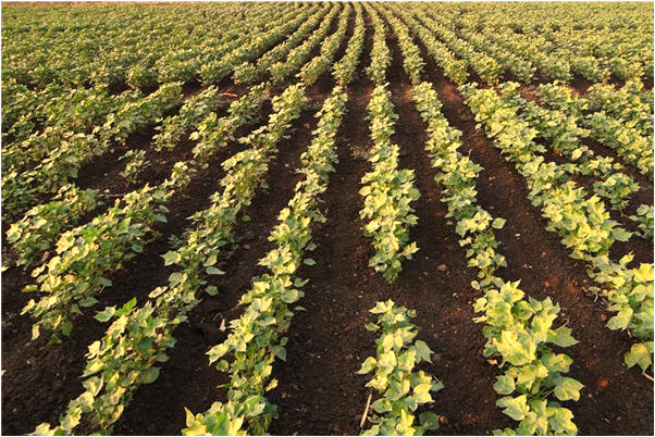 夢見打灰黑色蛇是什麼徵兆_周公解夢官網