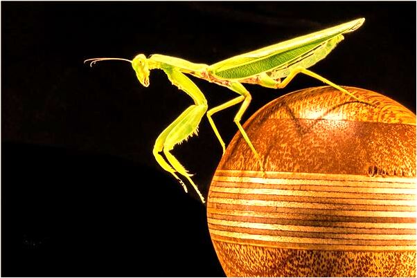 夢到死豬血多是咋回事_周公解夢官網