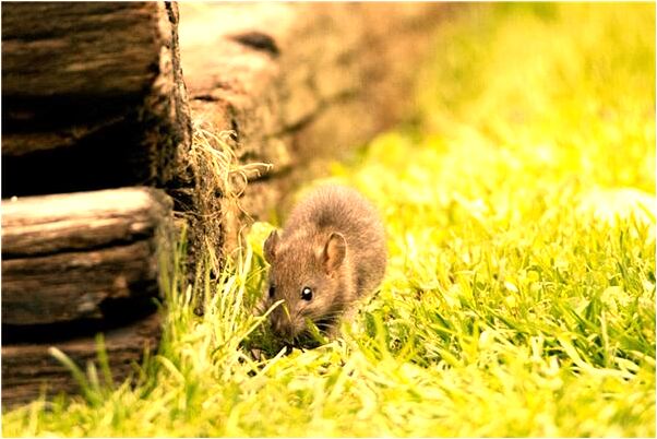 夢見夢高粱被拔出來代表什麼_周公解夢官網