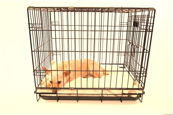 夢到了死去的親人變瘦了有什麼含義_周公解夢官網