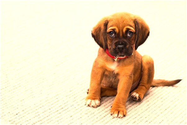 夢到了父親來我家是什麼預兆_周公解夢官網