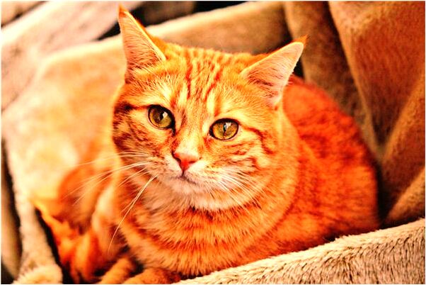 夢到買自己東西的排隊是什麼意思_周公解夢官網