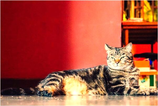 夢到了牙膏牙刷牙杯香皂是什麼預兆_周公解夢官網