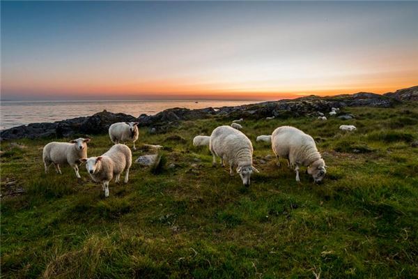 屬羊與什麼屬相不合_十二生肖