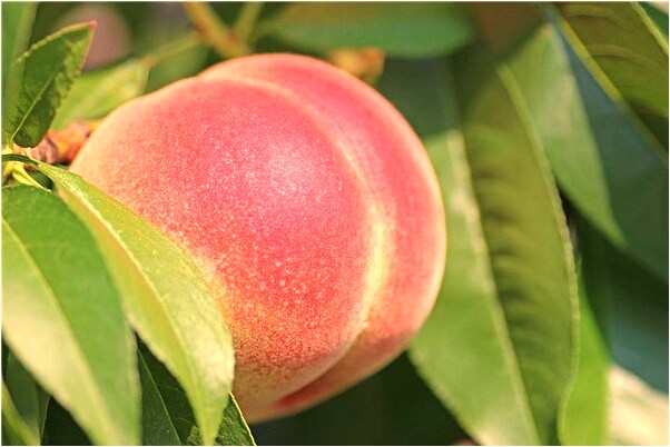 夢見戴白帽子穿紅袍是啥意思_周公解夢官網