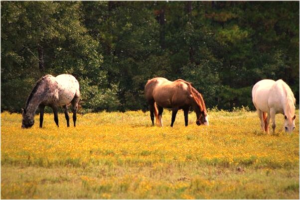夢到自己心愛的人出車禍死了是凶兆還是吉兆_周公解夢官網