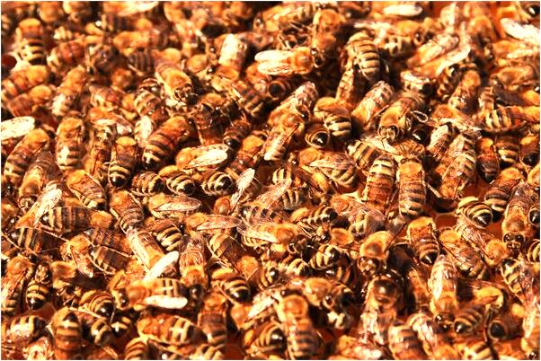 夢見跟老公一起吃黃柿子意味著什麼_周公解夢官網