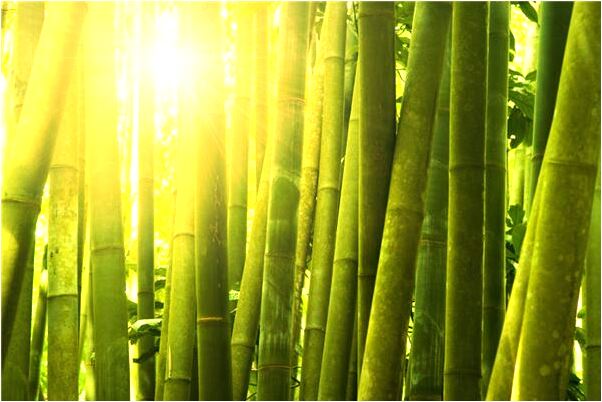 夢到了一群老鼠沒有逮住預示什麼_周公解夢官網