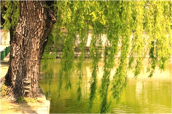 夢到了別人愛過我放棄了我有什麼徵兆_周公解夢官網