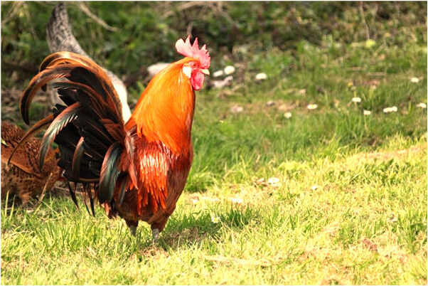 夢見男友開機車車頭著火是啥預兆_周公解夢官網