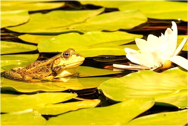 夢到了頭髮一下掉成光頭是好的徵兆嗎_周公解夢官網