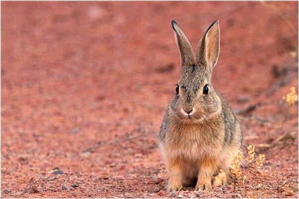 夢到了烏龜看著我是什麼徵兆_周公解夢官網
