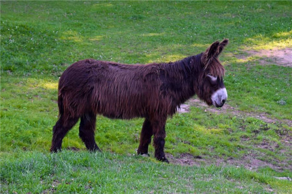 夢見黑毛驢是什麼意思_周公解夢