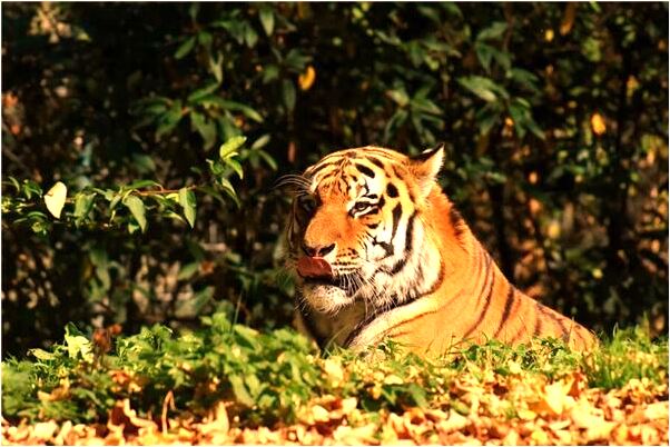 夢到了小狗被車撞有何寓意_周公解夢官網