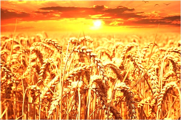 夢見為自己的寵物舉行葬禮是不是好的徵兆呢_周公解夢官網