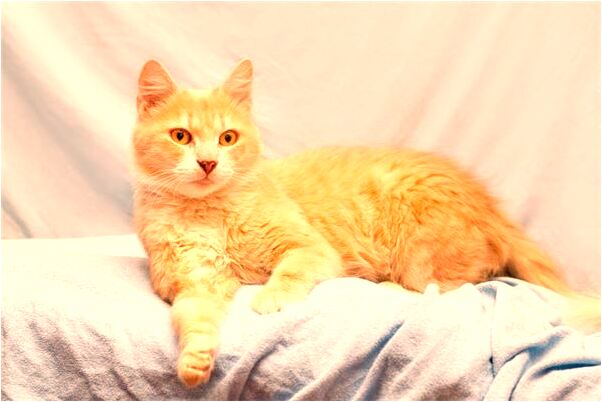 夢到生個孩子是怪物有什麼意思_周公解夢官網