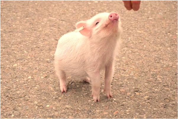 夢到夢則池塘里清徹見底有石頭是好的徵兆嗎_周公解夢官網