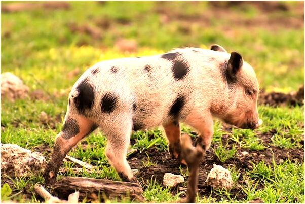 夢到了蛇變成女人是什麼啟示_周公解夢官網