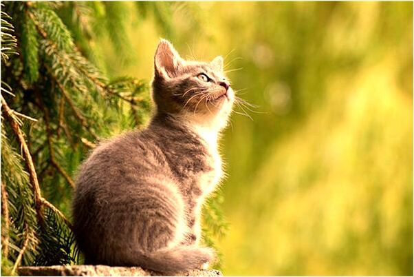 夢到念準提咒後登山潛水有什麼意義嗎_周公解夢官網