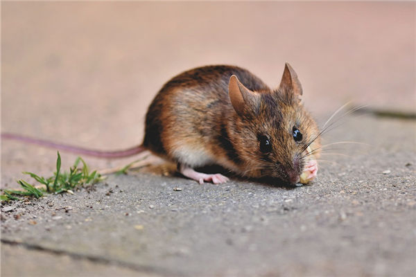 1972年屬鼠的在22年的運勢_十二生肖