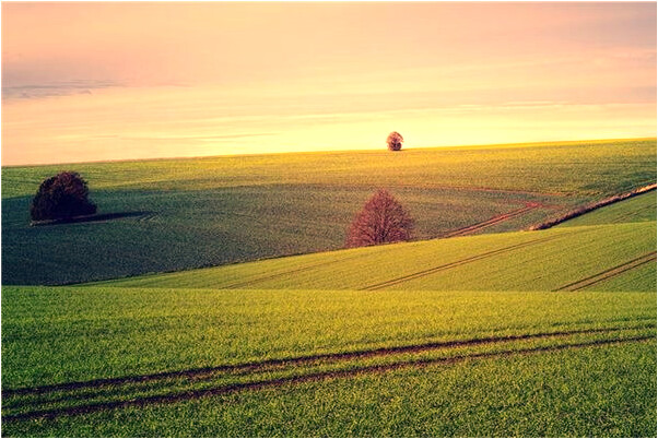 夢到了花開結果有什麼徵兆_周公解夢官網