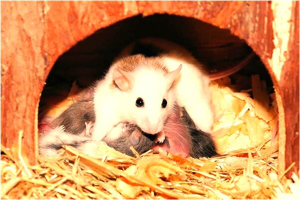 夢到總是自己的故鄉的預兆_周公解夢官網