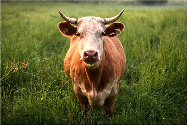 夢見狂歡節是什麼意思？_周公解夢官網