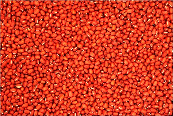 夢到了被很多蜘蛛好不好_周公解夢官網