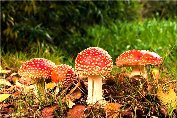 夢到了收養小狗有什麼意思_周公解夢官網