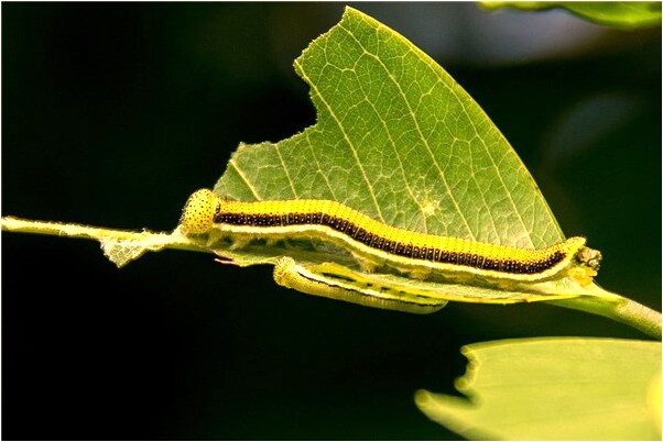 夢到了自己擀麵條是什麼意思_周公解夢官網